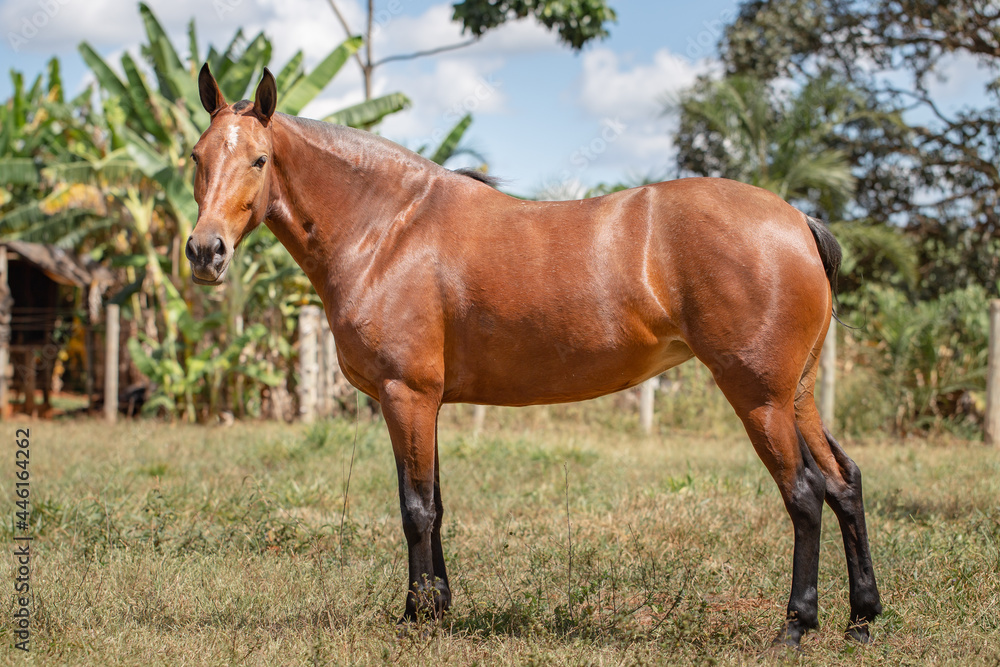 Bay horse. Beautiful Mangalarga Marchador mare with blood bay coat. Changing position of steps characteristic of Mangalarga. Bay horse. Beautiful Mangalarga Marchador mare with blood bay coat. Changing position of steps characteristic of Mangalarga.