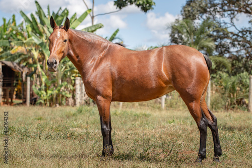 Bay horse. Beautiful Mangalarga Marchador mare with blood bay coat. Changing position of steps characteristic of Mangalarga. © Belarmino