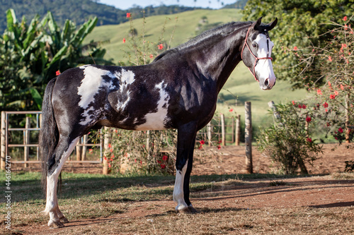 Beautiful horse of the Mangalarga breed. Marcher of black skewbald coat. White and black mixed breed breeding stallion.