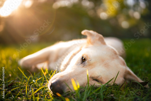 Mixed breed puppy in grass