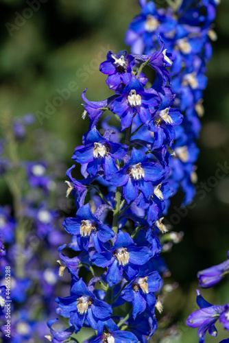 blue beautiful and blue sky delphinium flowers