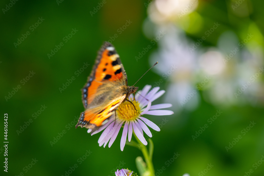 a beautiful butterfly sits on a purple flower a beautiful butterfly sits on a purple flower
