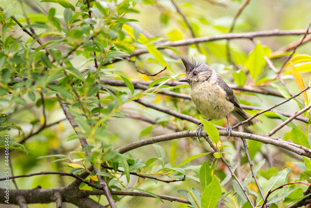 Fototapeta premium Grey Crested Tit in a tree