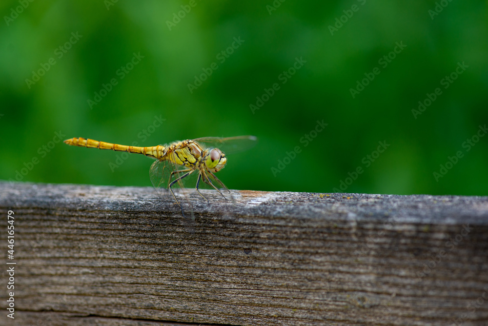 a live dragonfly sits on the plank a live dragonfly sits on the plank