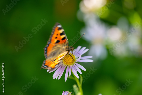 a beautiful butterfly sits on a purple flower © Vyacheslav