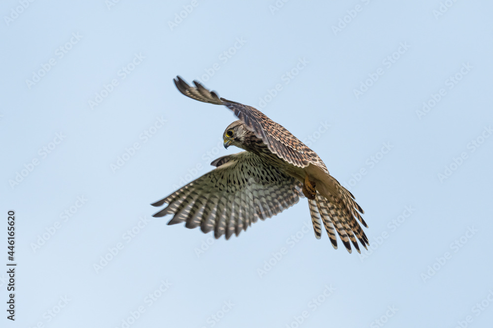 Fototapeta premium Kestrel hoverring 