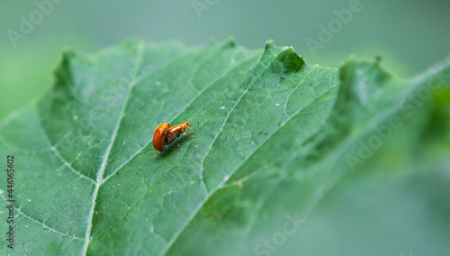 bug on green leaf in garden