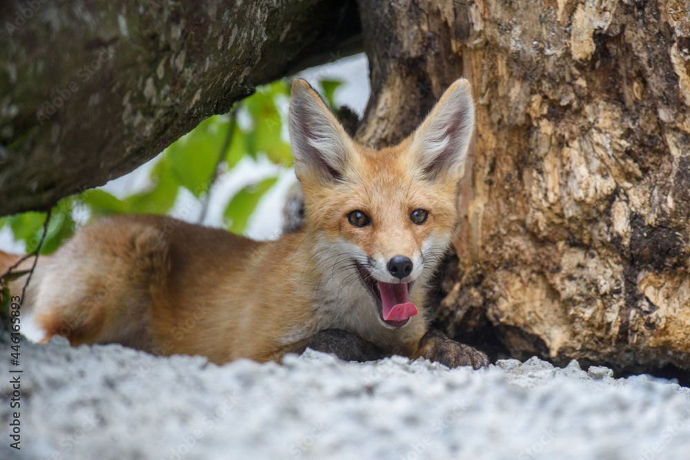 Fototapeta premium Red fox, vulpes vulpes in forest. Close wild predators in natural environment