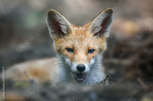 Red fox, vulpes vulpes in forest. Close wild predators in natural environment