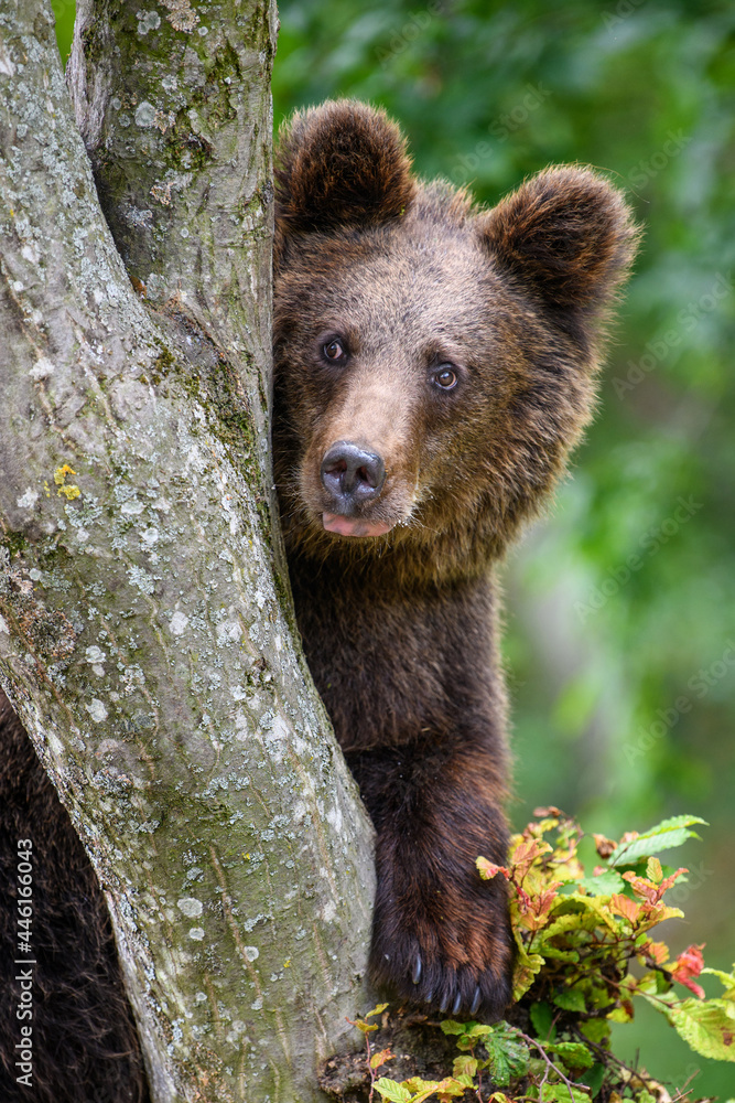 Wild Brown Bear (Ursus Arctos) on tree in the summer forest. Wildlife scene