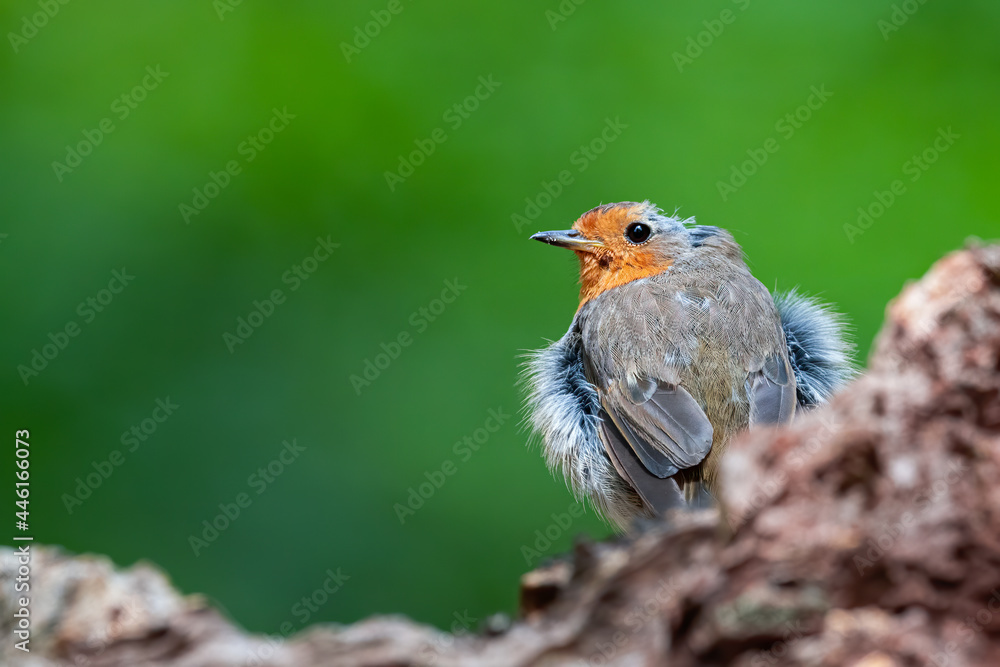 Fototapeta premium Fluffed up Robin on a log