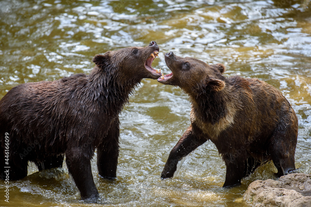 Two Wild Brown Bear (Ursus Arctos) in the forest pond. Animal in natural habitat Two Wild Brown Bear (Ursus Arctos) in the forest pond. Animal in natural habitat