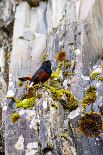 White-capped Water Redstart on a rock face photo