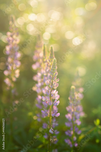 Lupine flowers growth on the field. Shallow depth of field. Selective focus.
