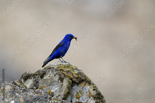 Grandala on a rock with insect food 