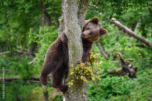 Wild Brown Bear (Ursus Arctos) on tree in the summer forest. Wildlife scene photo