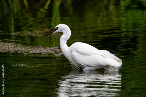 Little Egret catching a fish