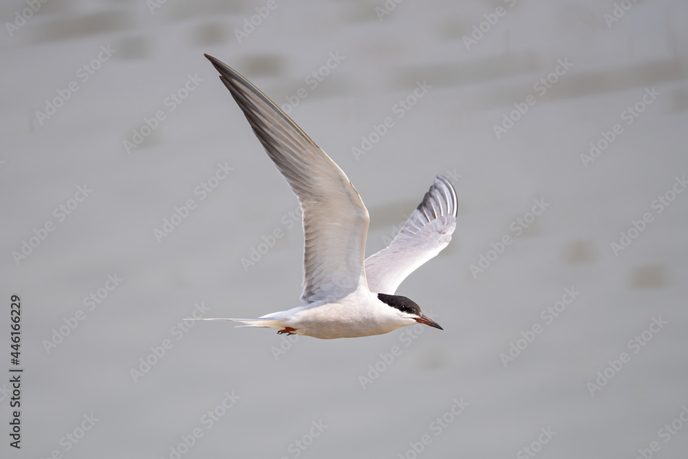 Common Tern in flight