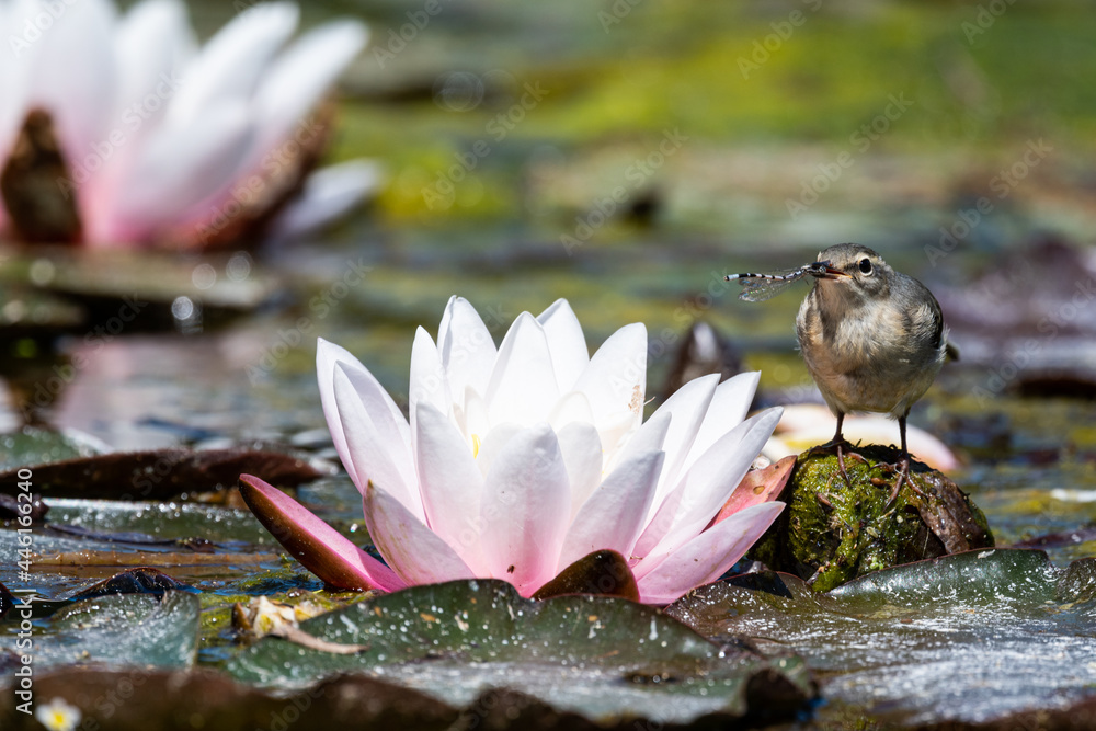 Fototapeta premium Grey wagtail on the lily pad flowers
