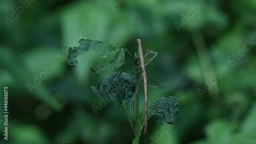 Macro shot of a parthenogenic incomplete metamorphosis walking stick insect phasmatodea eating green vegetation leaves with beautiful green bokeh effect background. photo