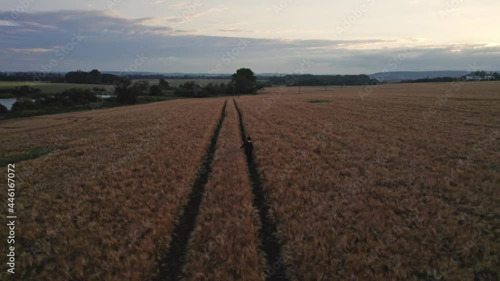 Still drone shot of person walking at low light through agricultural wheat fields Still drone shot of person walking at low light through agricultural wheat fields