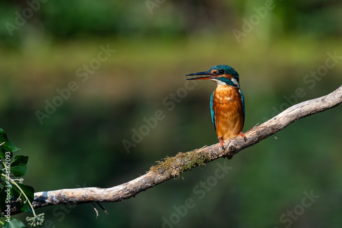 Kingfisher on a branch © Mark