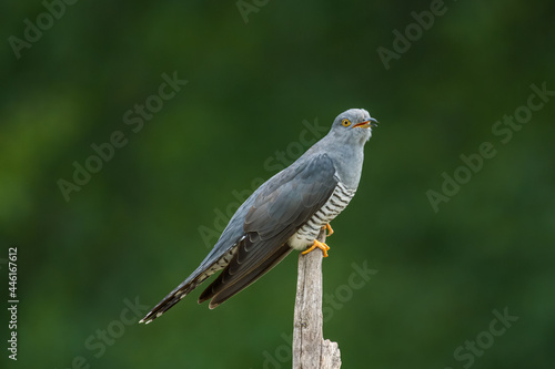 Cuckoo on a post © Mark