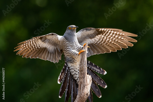 Cuckoo landing