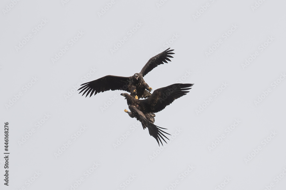 Fototapeta premium Fighting White-tailed fish eagles 