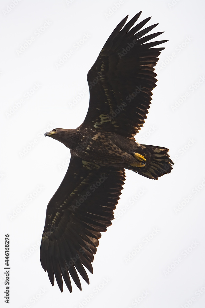 Obraz premium White-tailed fish eagle in flight UK