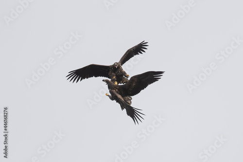 Fighting White-tailed fish eagles 