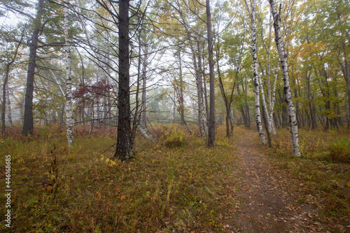 Sikhote-Alin Biosphere Reserve. Walking ecological trail in a dense autumn forest. Tourist trail.