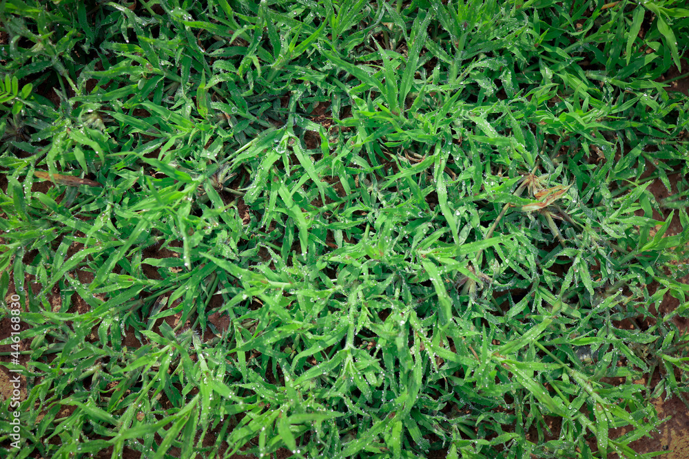 Green grass in nature, fresh morning with dew on the leaves, nature background image Green grass in nature, fresh morning with dew on the leaves, nature background image