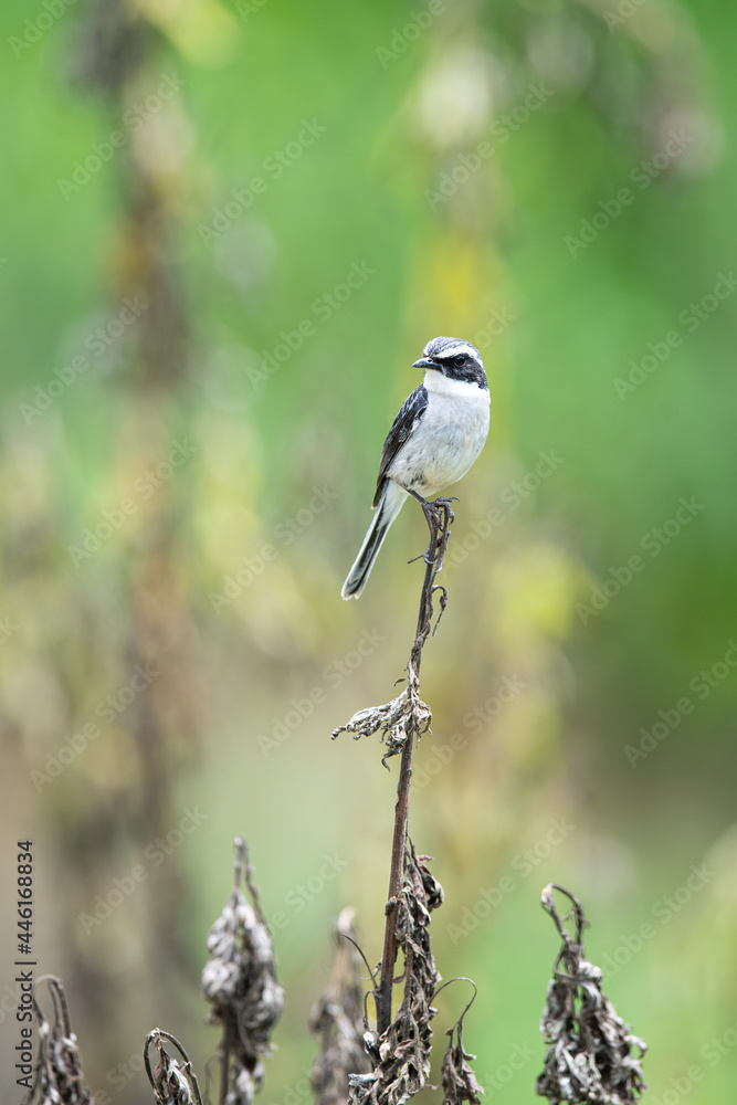 Obraz premium Grey Shrike
