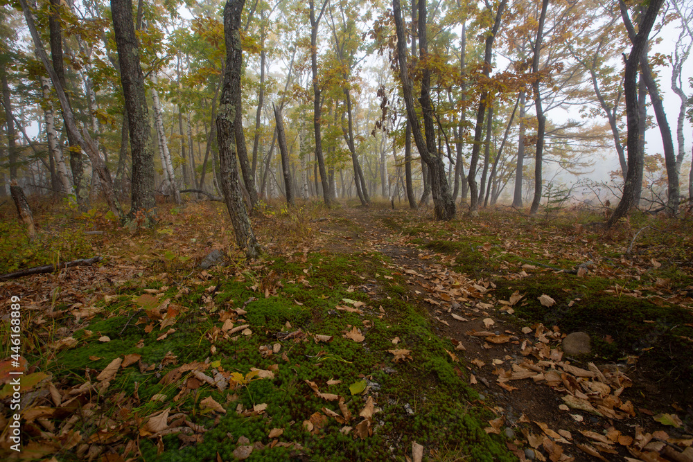 Sikhote-Alin Biosphere Reserve. Walking ecological trail in a dense autumn forest. Tourist trail.