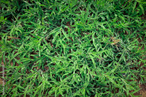 Green grass in nature, fresh morning with dew on the leaves, nature background image