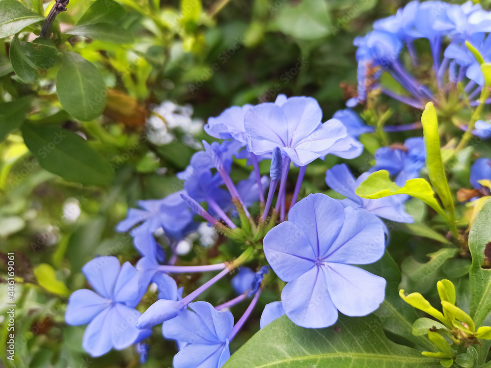 Blue jasmine (Plumbago auriculata) celestina, blue plumbago, sky jasmine.