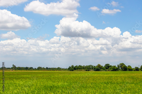 Landscape - Clear white clouds in the green large field with bright light. Blue sky with cloud.