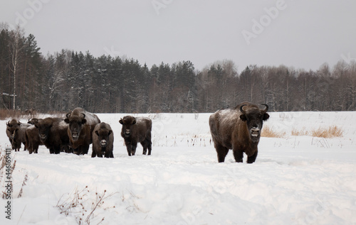Bison in the wild in winter. Wild animals in the reserve .
