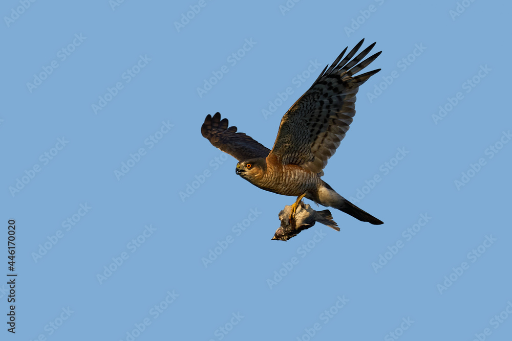 Fototapeta premium Eurasian sparrowhawk (Accipiter nisus)