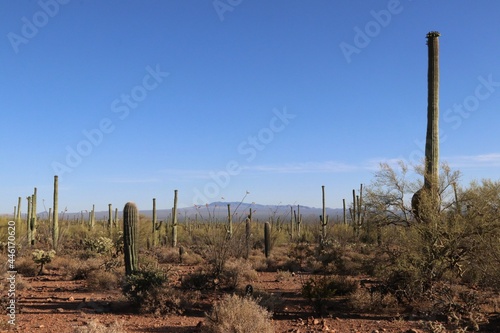 κάκτος, kaktos, cactus in Saguaro - Pima County, Arizona photo