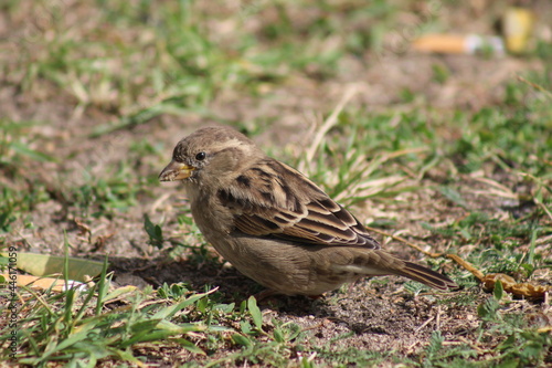 sparrow on a grass