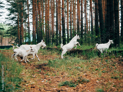 Fotografie, Tablou Goats graze in the forest among the trees