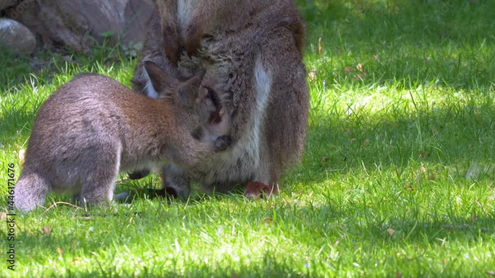 Baby Kangaroo drinking milk from adult and grazing on green meadow,close up shot Stock ビデオ