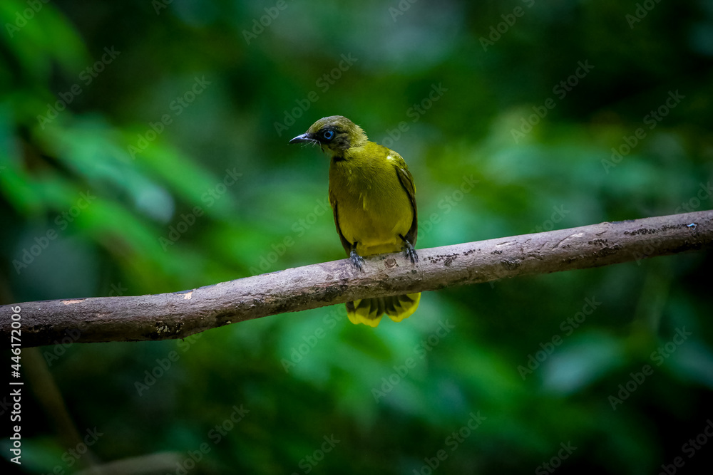 bird butterfly resting on tree in the forest