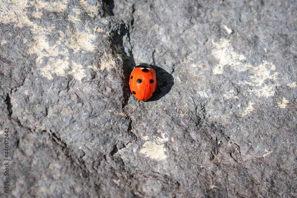 Fototapeta premium une coccinelle vue de dessous sur fond de rocher gris