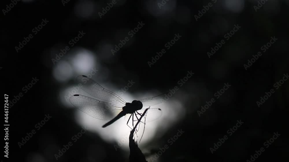 Silhouette of majestic dragonfly on tree branch, close up view Silhouette of majestic dragonfly on tree branch, close up view