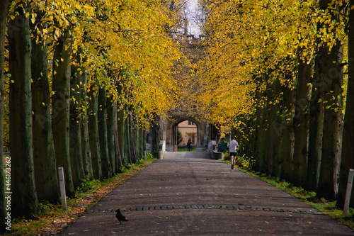 Road to the College in Yellow Leaves