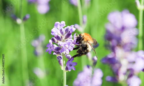Working bee on lavender flower in summer garden. Gardening and summer vacation concept
