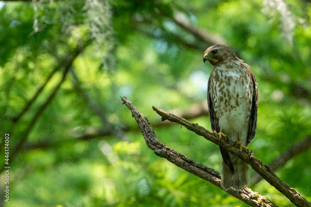Red Shouldered Hawk on a Branch Red Shouldered Hawk on a Branch